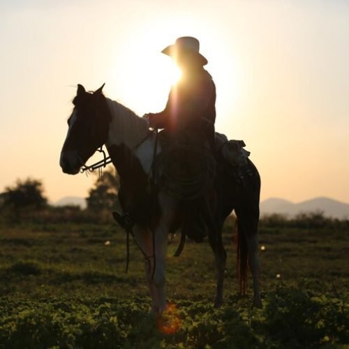 TST confirma indenização a vaqueiro ferido em queda de cavalo